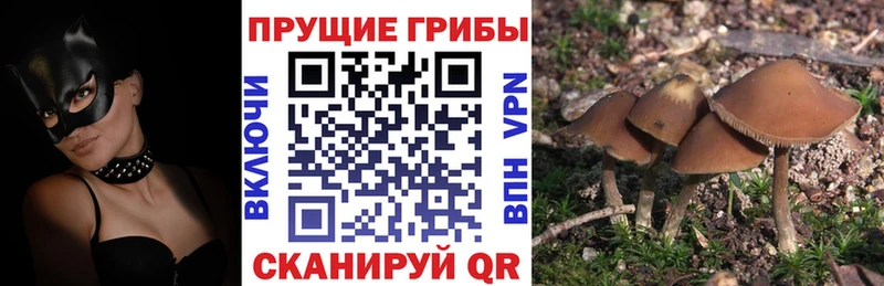 Псилоцибиновые грибы GOLDEN TEACHER  наркошоп  Тихвин 